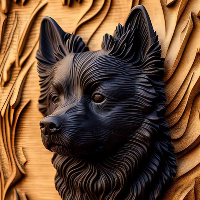 Schipperke dog